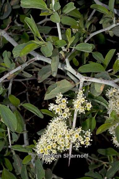 ceanothus cordulatus 1 graphic